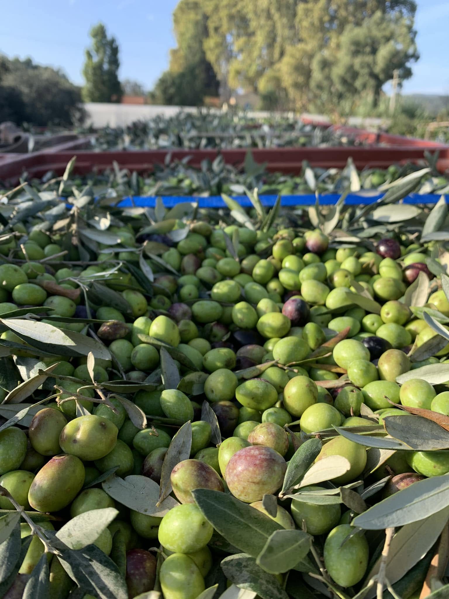 Une caisse pleine d’olives fraîchement cueillies, au verger