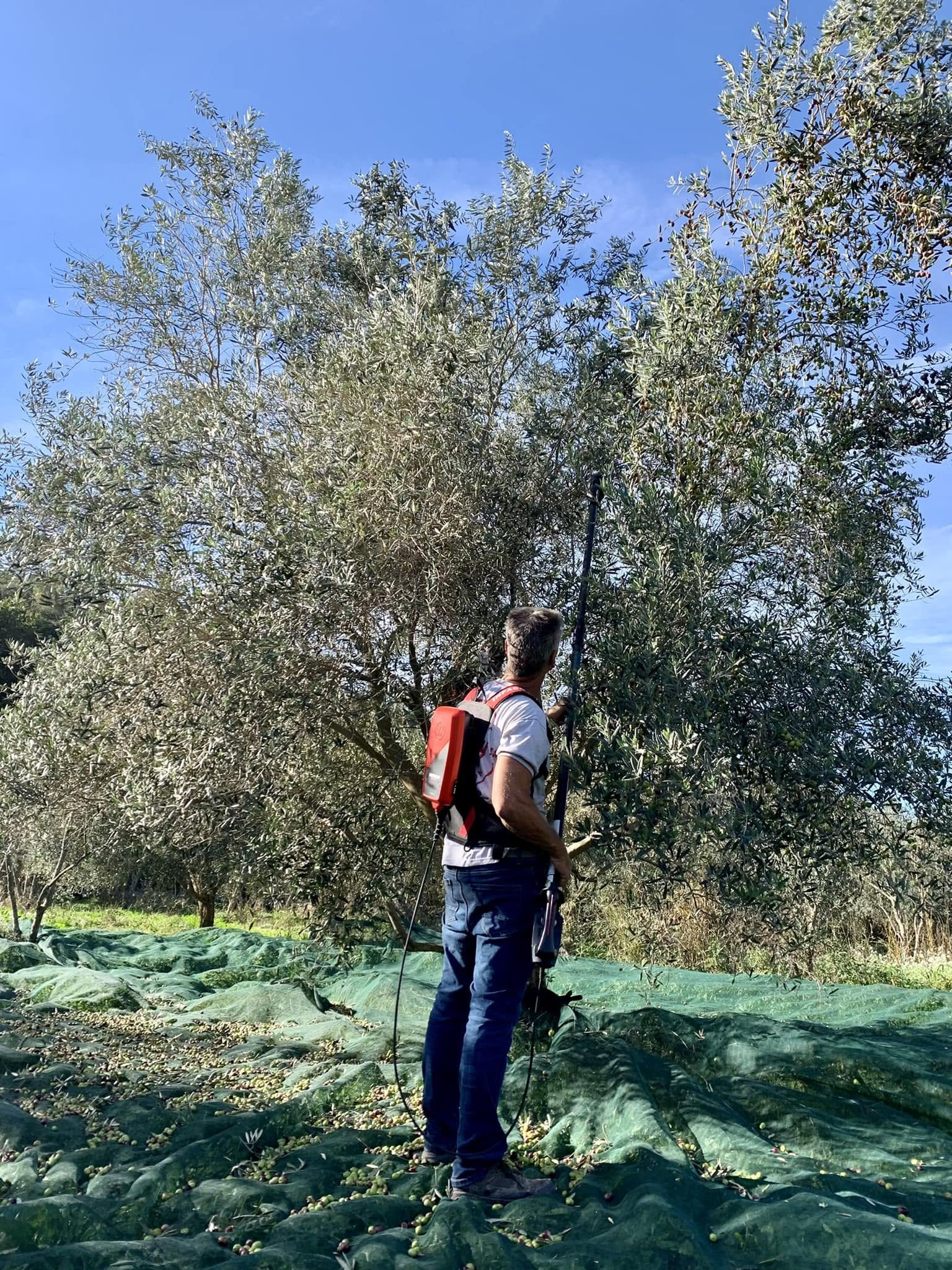 Un cueilleur au peigne dans les branches d'un olivier, le filet tendu à ses pieds