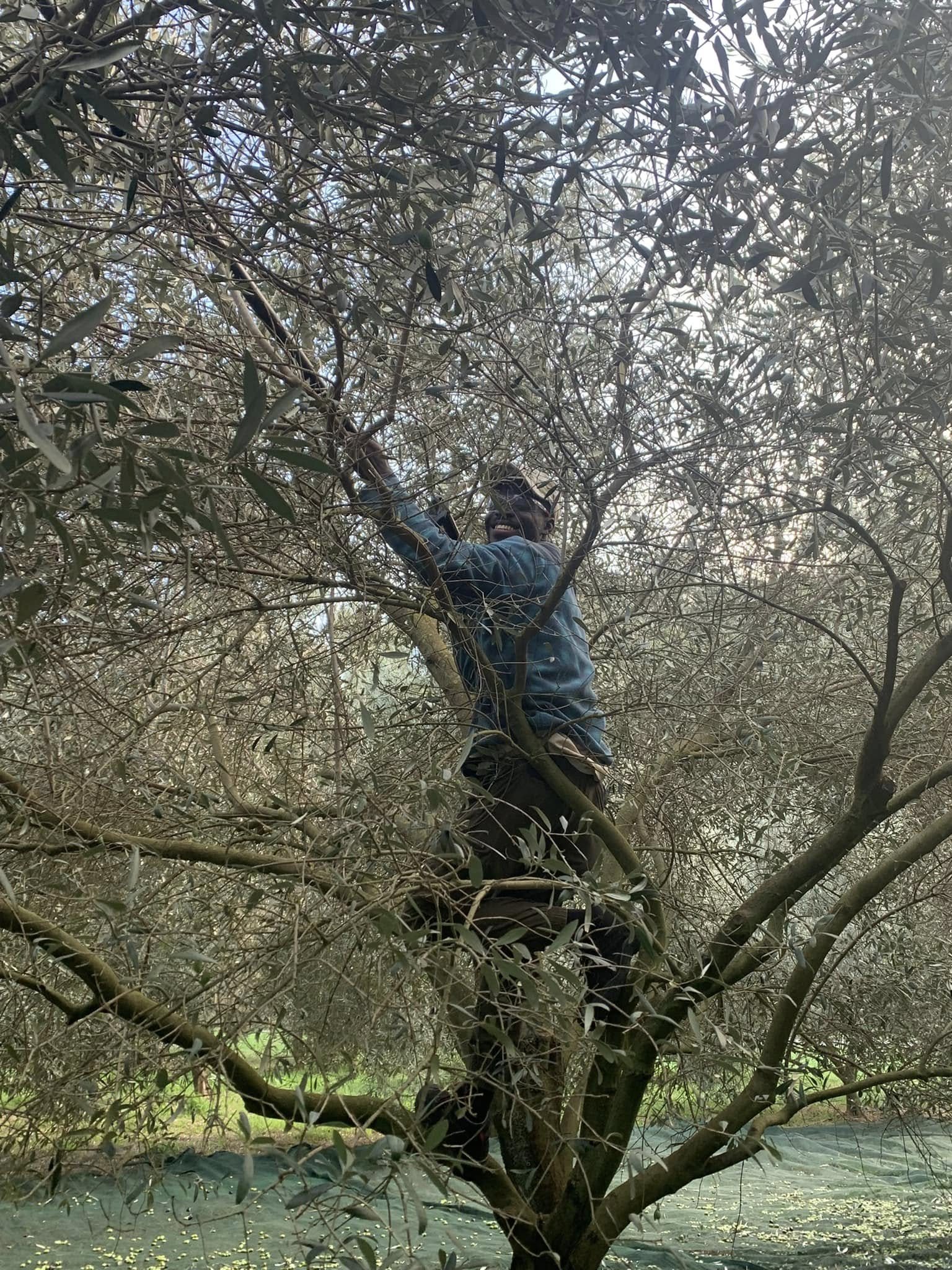 Un cueilleur grimpé dans les branches d’un olivier
