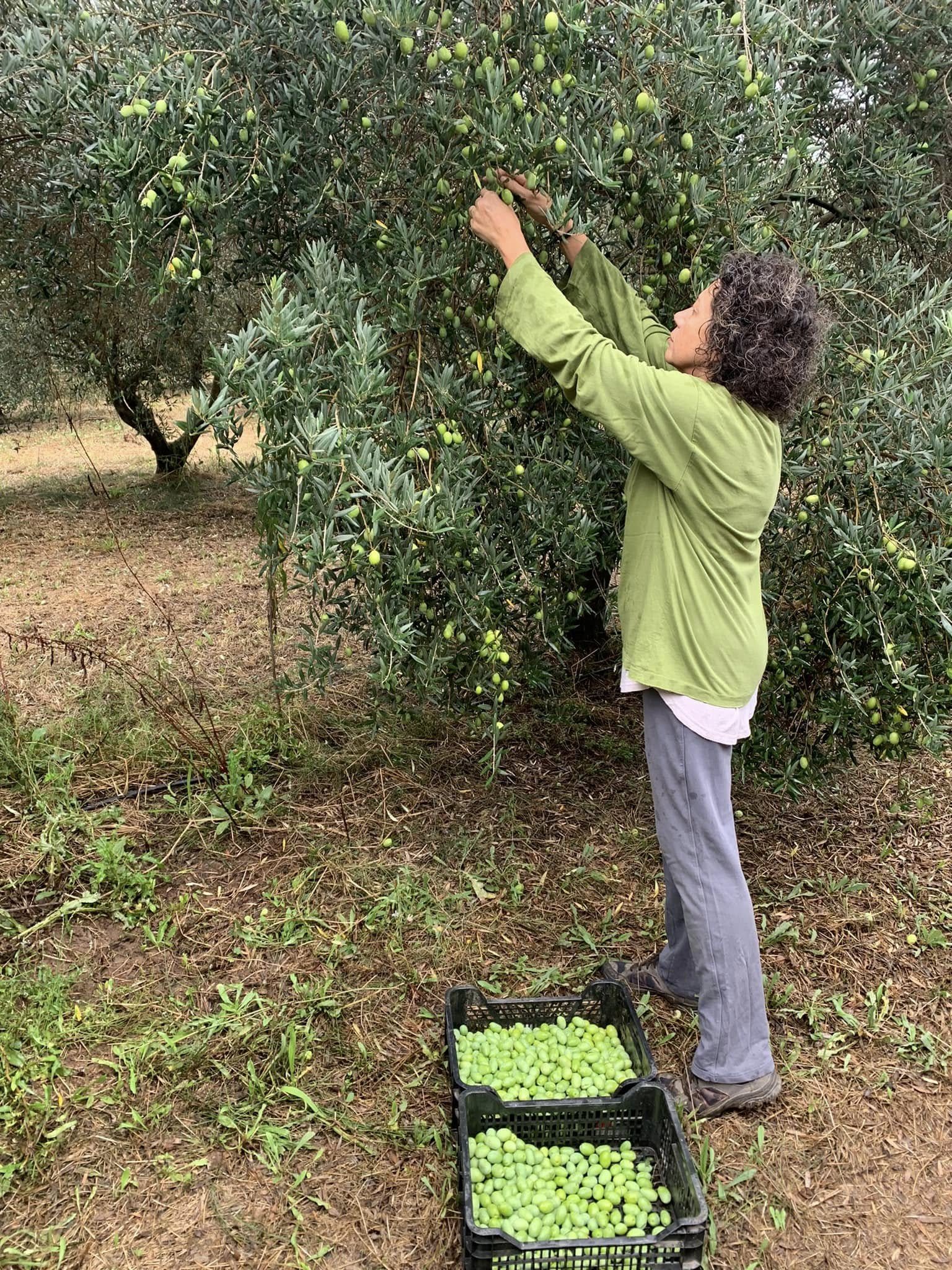 Une cueilleuse au travail sous un olivier, les caisses d’olives à ses pieds