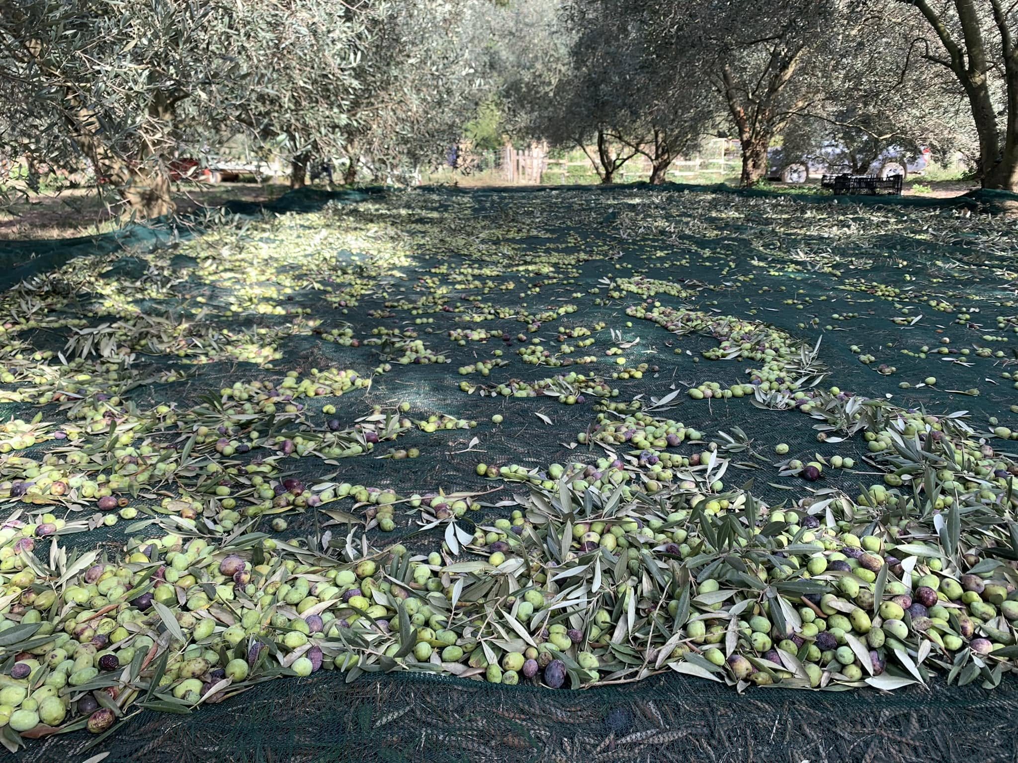 Les filets tendus sous les oliviers, couverts de feuilles et d'olives