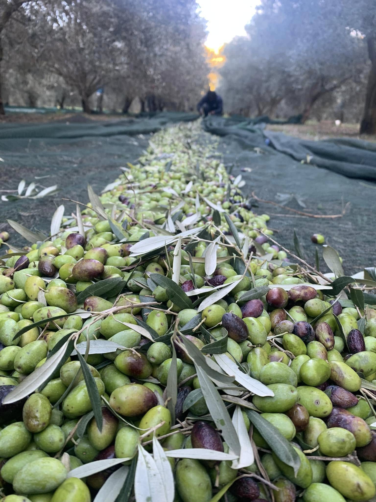 Une longue rangée d'olives et de feuilles rassemblées sur les filets, entre les oliviers