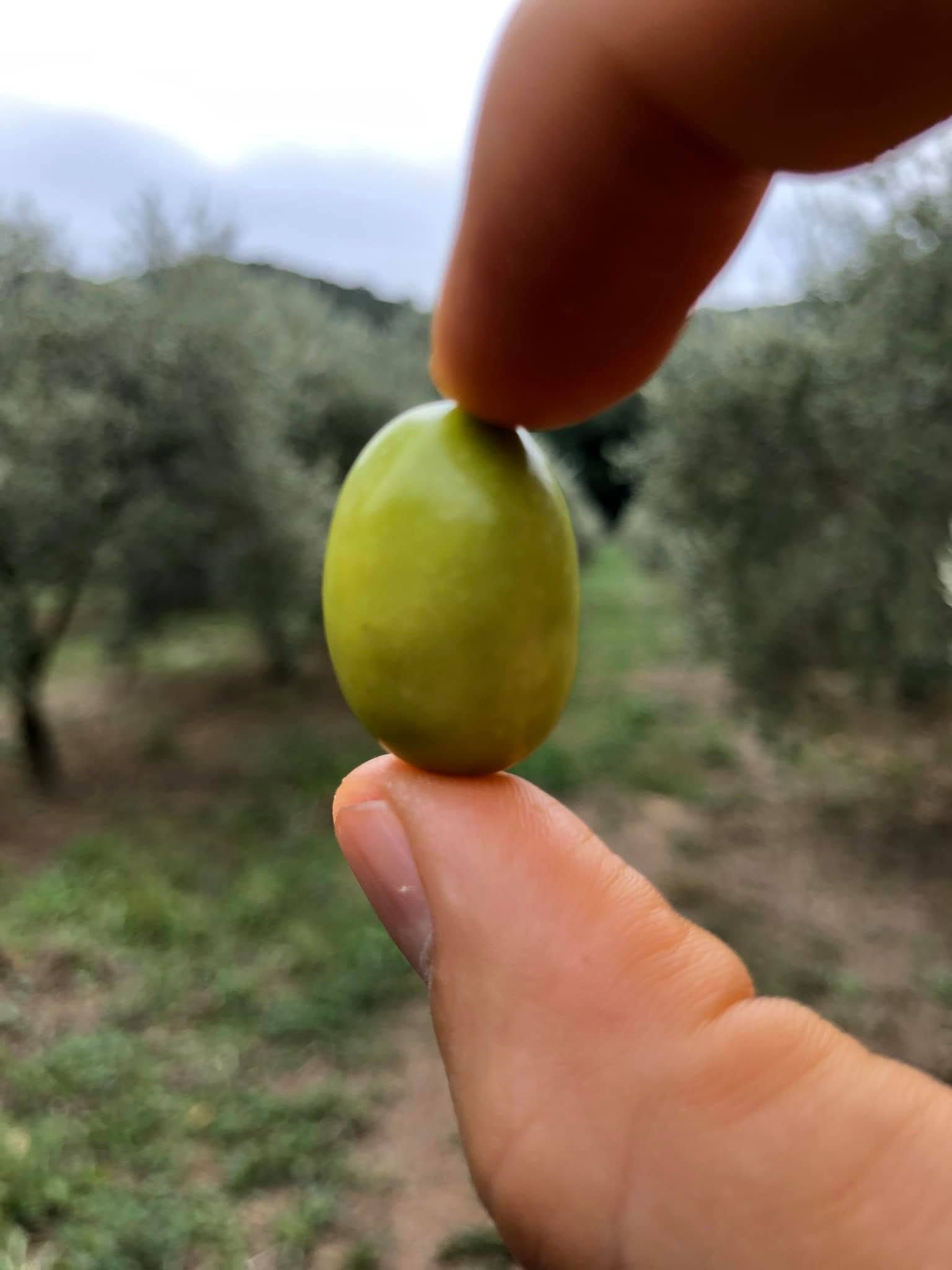 Une olive verte tenue entre deux doigts, les oliviers derrière