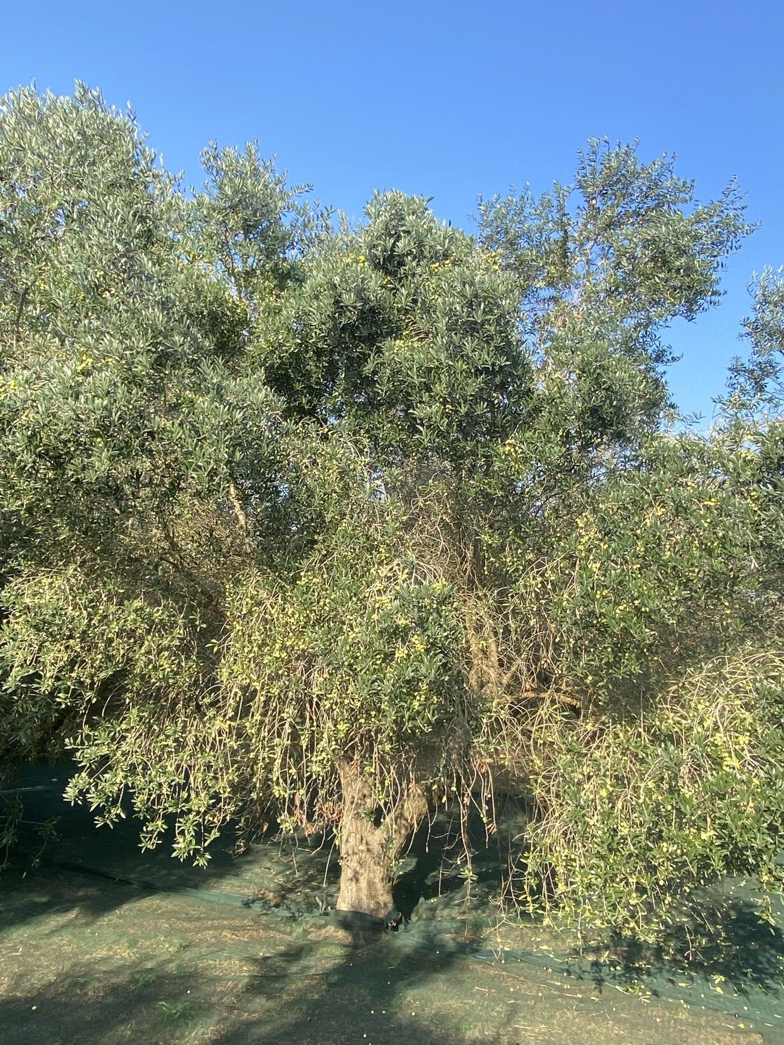 Un grand olivier du verger, ses branches contre le ciel bleu