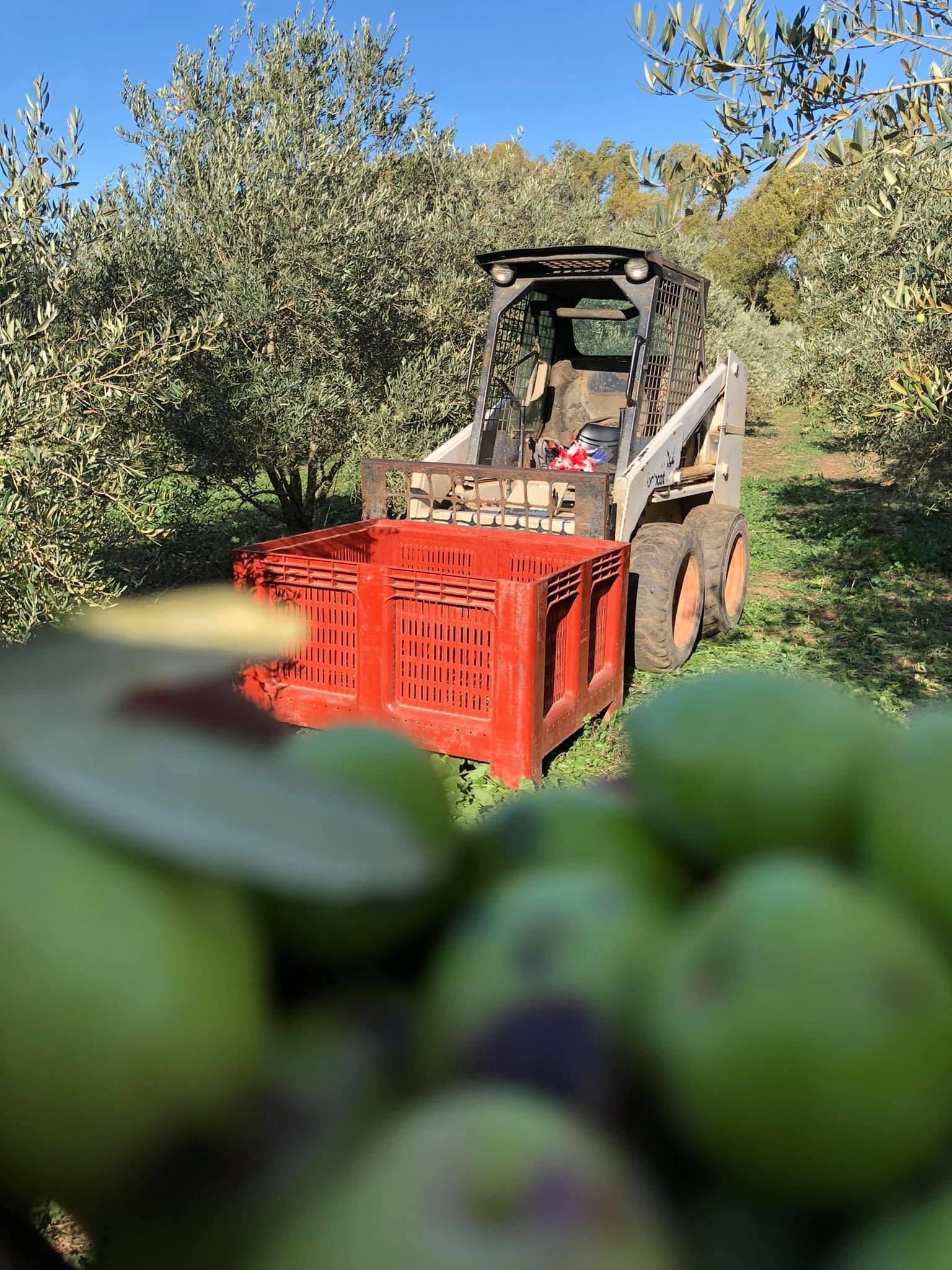 Le tracteur et sa caisse rouge entre les oliviers, des olives au premier plan