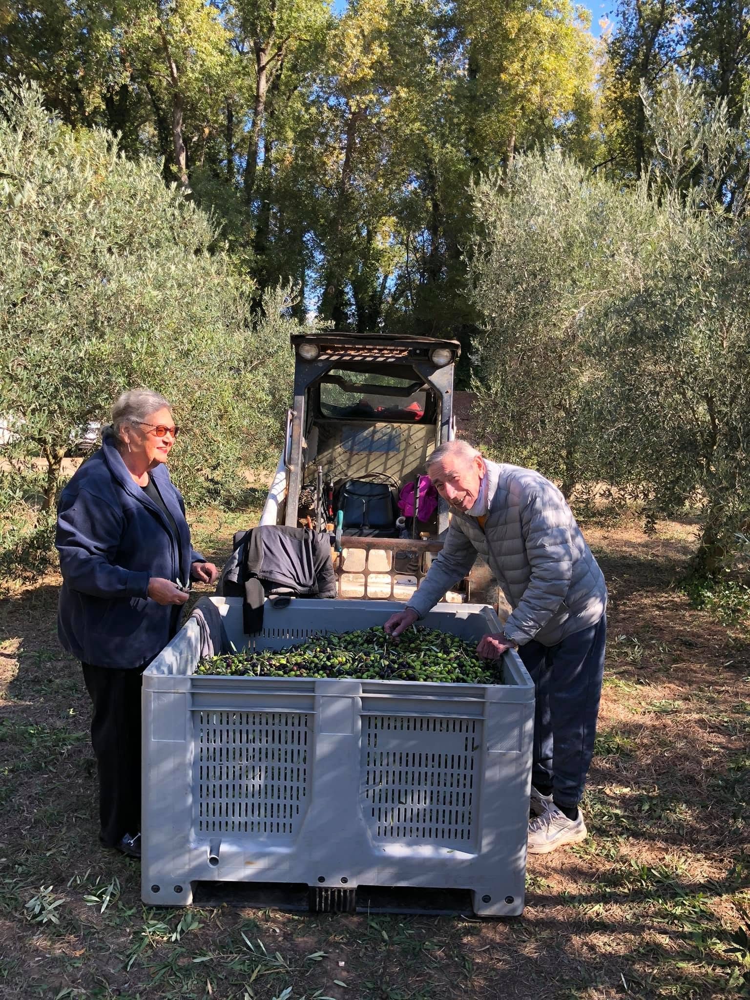 Deux hommes trient les olives dans une grande caisse, au verger