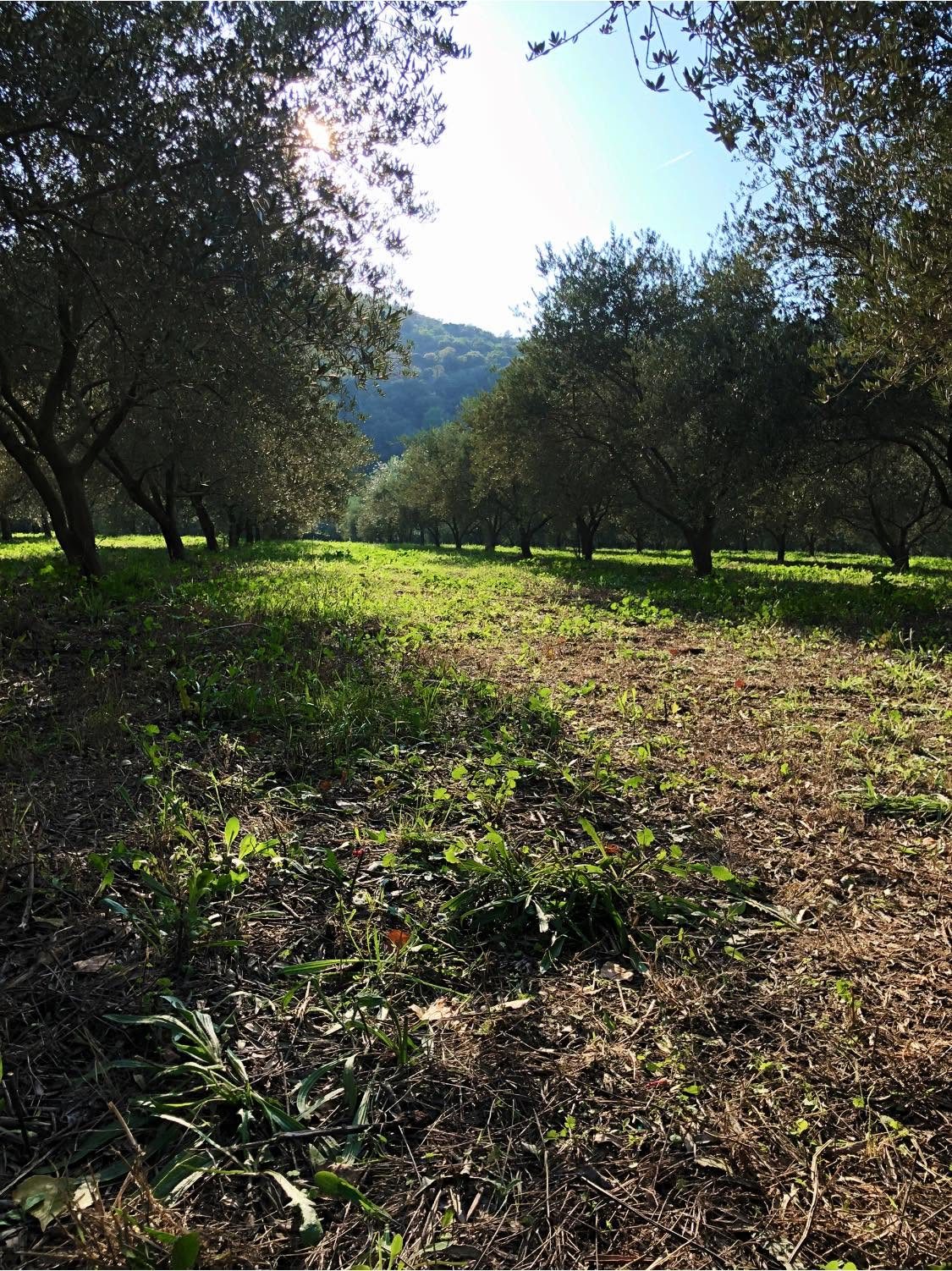 Les oliviers du verger dans la lumière du soleil, l'herbe haute entre les rangs